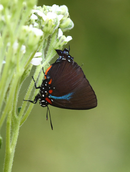 Great Purple Hairstreak